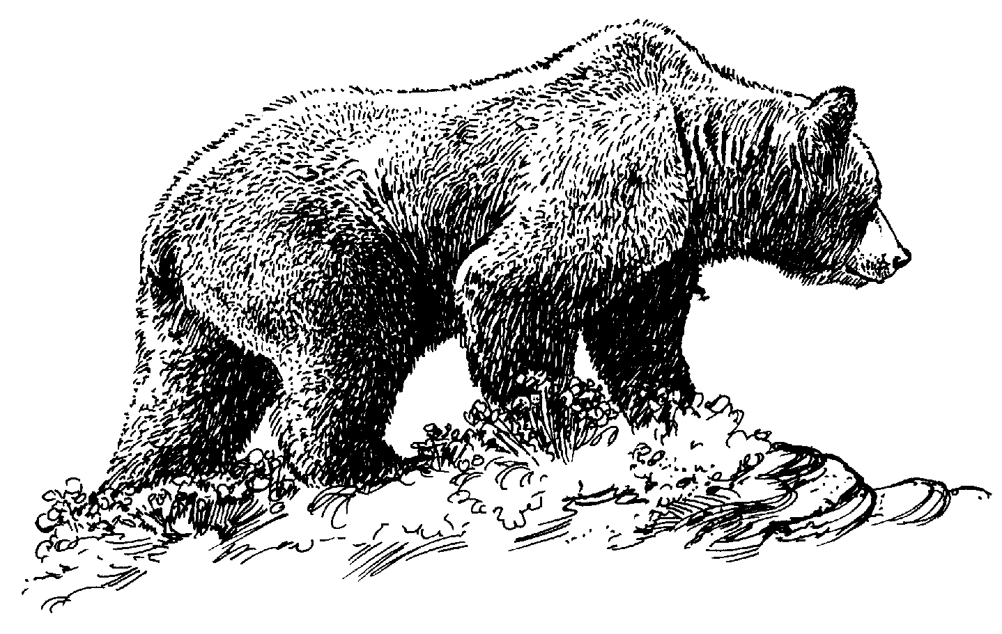 Grizzly