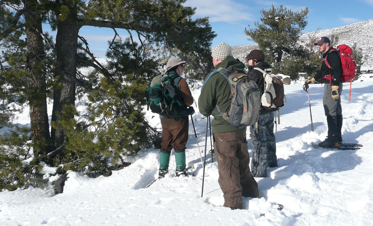 people looking at a pine tree during winter people looking at a pine tree during winter