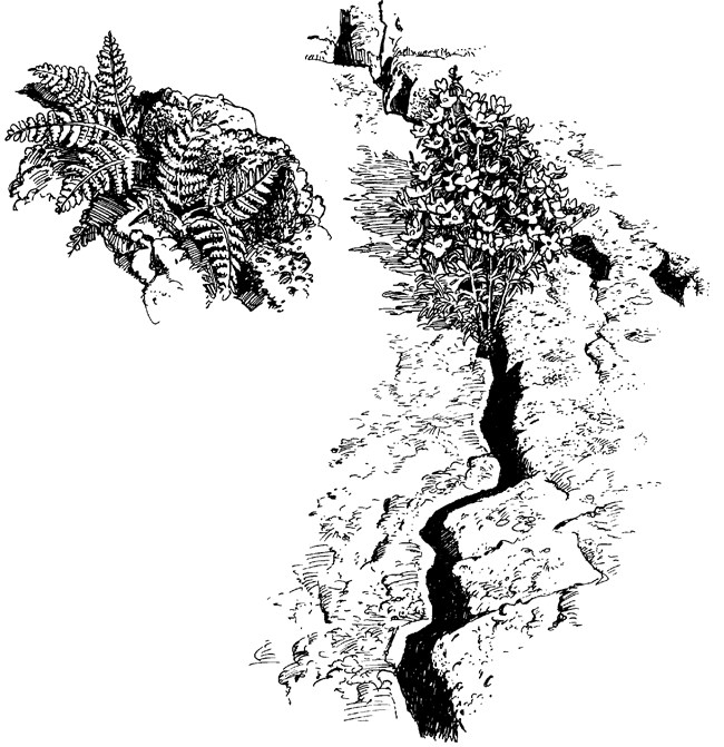 a black and white illustration of small ferns and a flowering shrub growing out of jagged cracks in the rock
