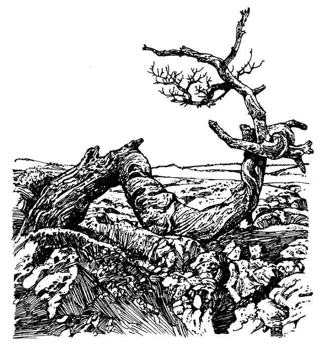 a black and white illustration of a gnarled and twisted dead tree which grew out of cracks in rocks