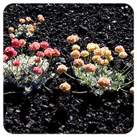 short, round, white/yellow and pink flowers grow out of black volcanic rock