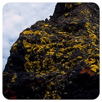 tiny, green lichen grows close to the surface of black volcanic rock