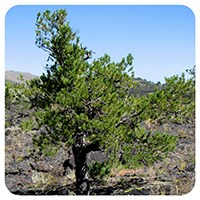 A short, green pine tree with windswept branches clings to volcanic rock
