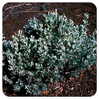 a light green shrub with many long, thin leaves that grow upward