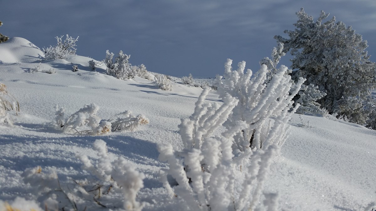a snowy hillside with frosty bushes and a pine tree