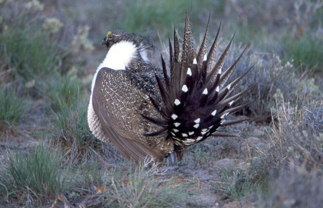 sage grouse sage grouse