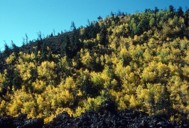 aspen grove aspen grove
