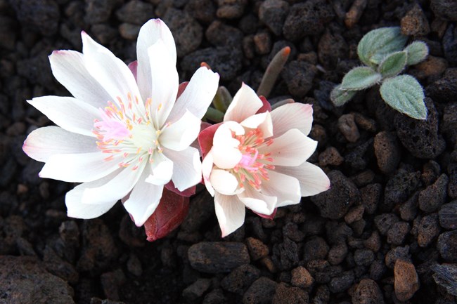 White petaled flowers emerge from black cinders.