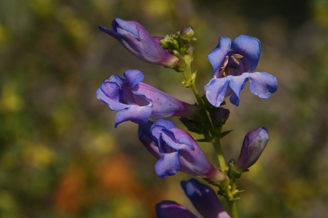 A close up of bluish pink flowers that form a tubular shape.