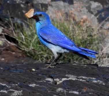 Bluebird Bluebird