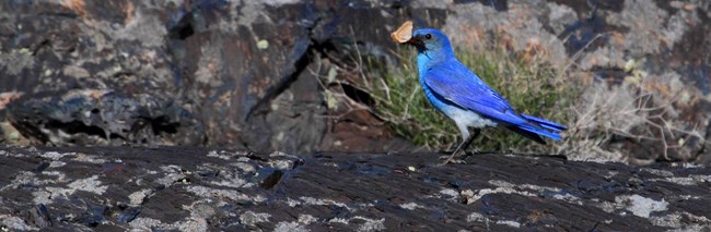 Bluebird blue bird on lava rock