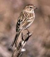 bird bird