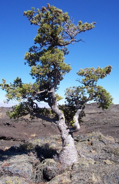 a pine tree with a twisted trunk