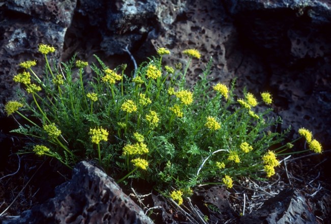 Dozens of umbrella-shaped clusters composed of small yellow flowers rise from fern-like foliage. The entire plant emerges from the cracks between lava rock.