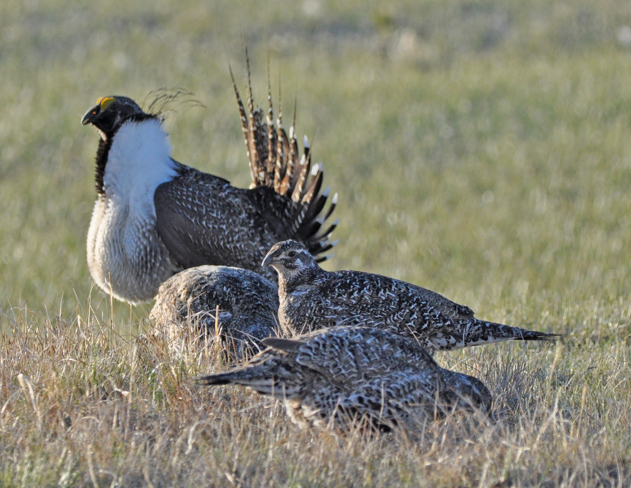Greater Sagegrouse Craters Of The Moon National Monument & Preserve