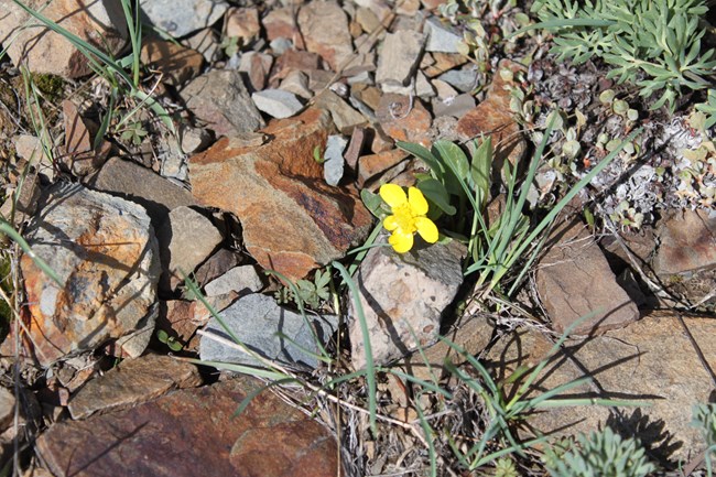 A small yellow flower with five petals emerges from the cracks between reddish brown rocks.