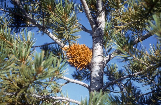 pine tree with a cluster of yellowish brown mistletoe growing from a branch