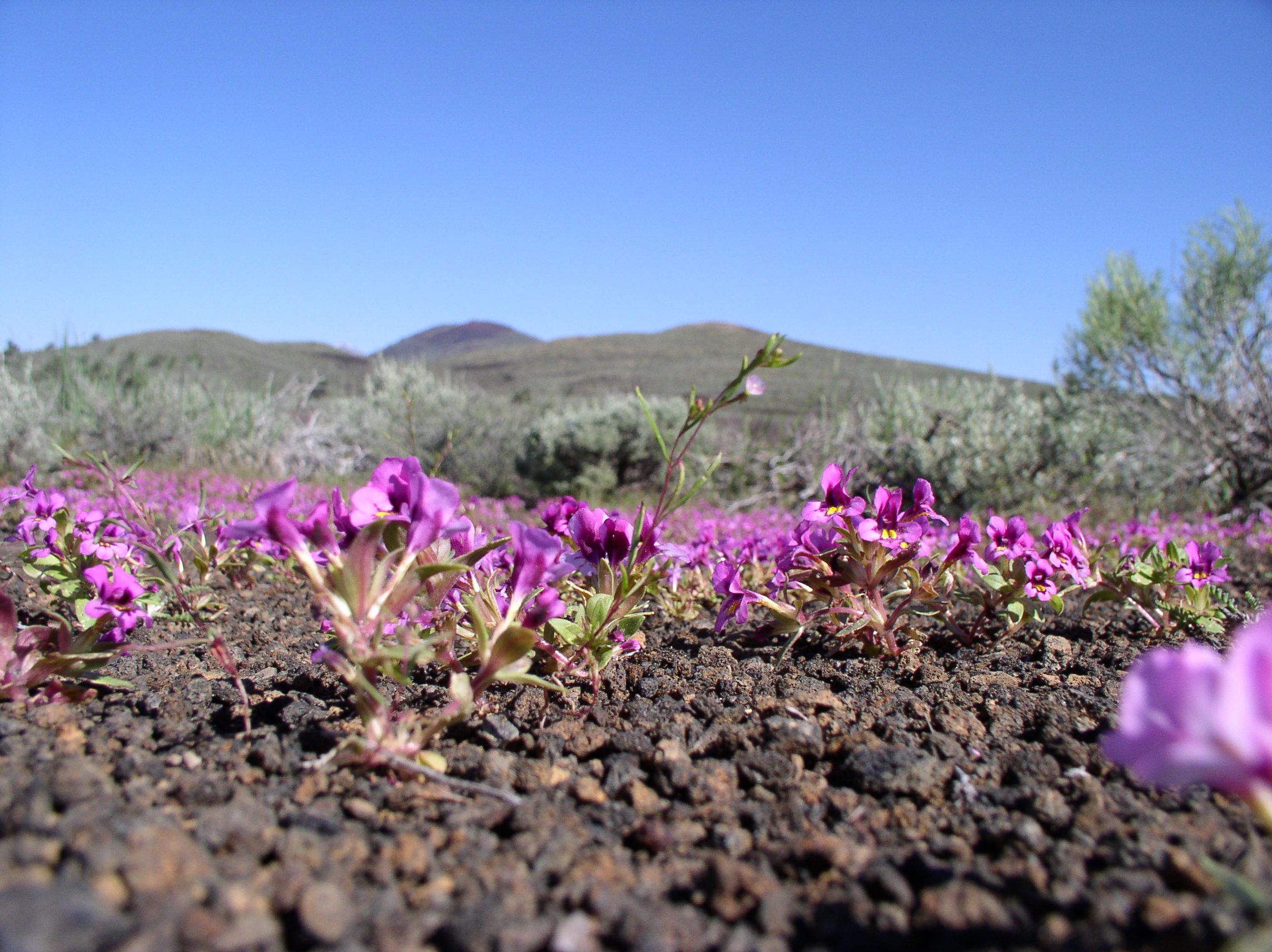 Monkeyflower.JPG?maxwidth\u003d650\u0026autorotate\u003dfalse