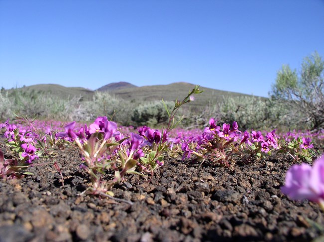dark, cinder soil covered with small pink flowers