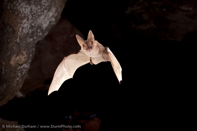 Bats Craters Of The Moon National Monument Preserve U S