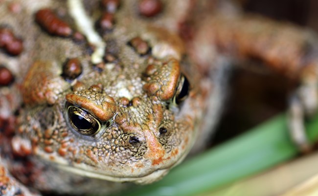 closeup of a brown, lumpy toad
