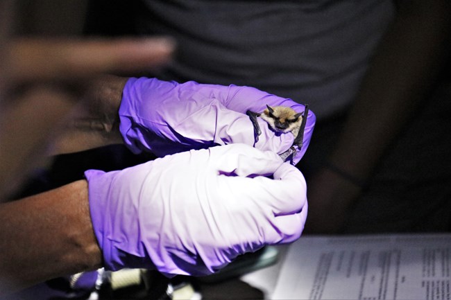 a biologist with gloves handling a small bat