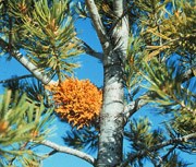 Nature and Science Nature and Science