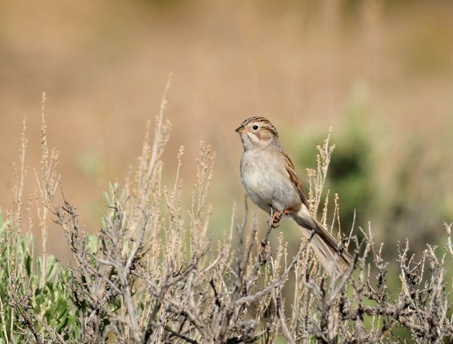 a small brown sparrow with brown and white streaks on its face