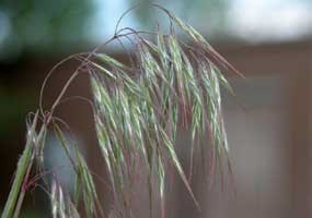 cheatgrass