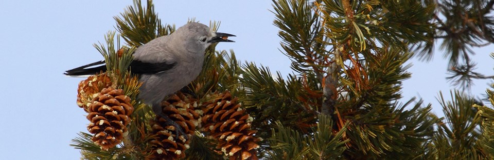 A gray and black Clark's nutcracker with a seed in its beak perches on a limber pine branch.