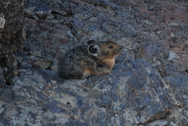 brown pika on a dark lava rock