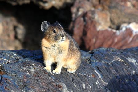 pika pika