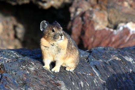pika