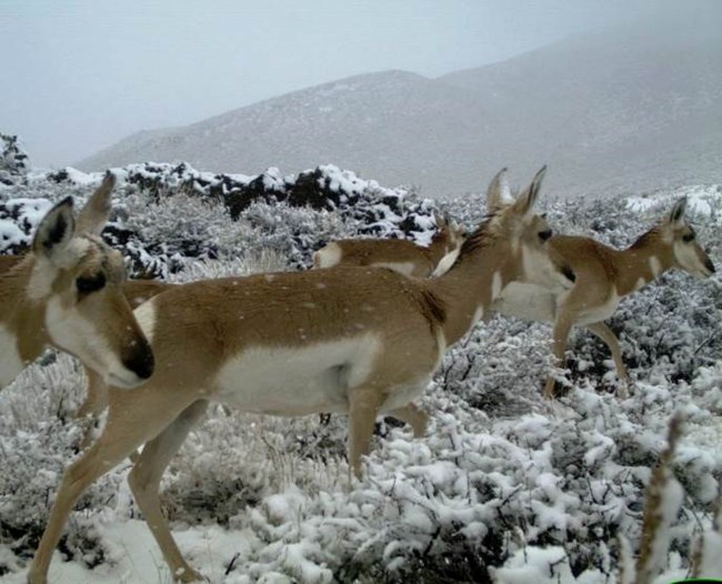 pronghorn in snow pronghorn in snow