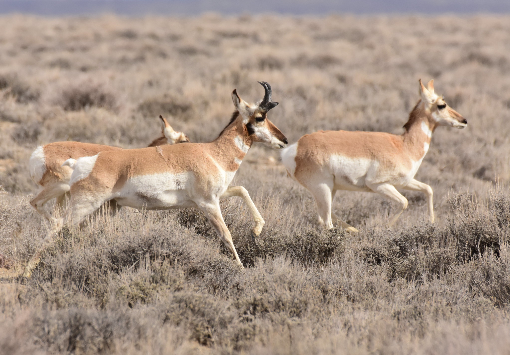 Pronghorn Craters Of The Moon National Monument & Preserve (U.S