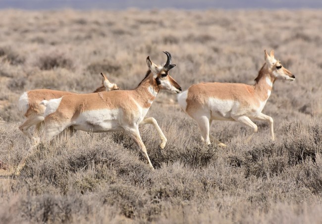 three pronghorns running across a sagebrush field