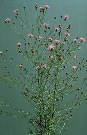 Spotted knapweed is often spreaded along road edges when seeds are transported by vehicles. Spotted knapweed is often spreaded along road edges when seeds are transported by vehicles.