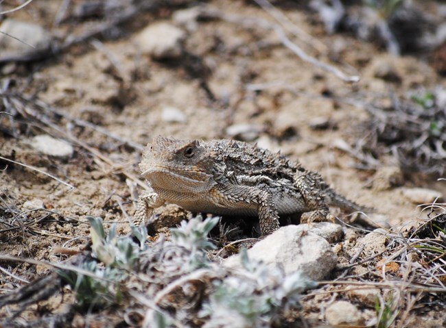 a small brown lizard with small spikes around the sides of its head and along its body