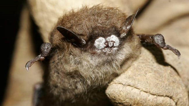 a small brown bat with a fuzzy white patches of fungus on its nose held by a gloved hand