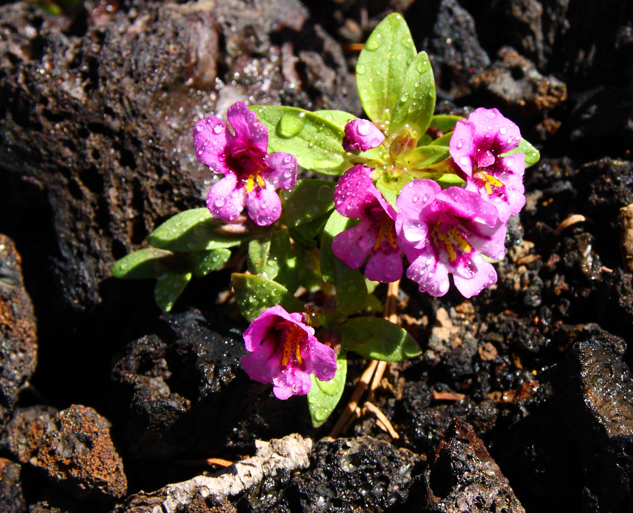 Monkeyflower monkeyflower