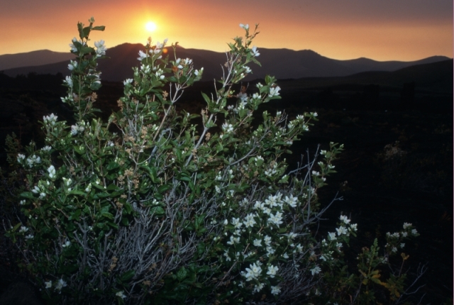 Syringa at Sunset