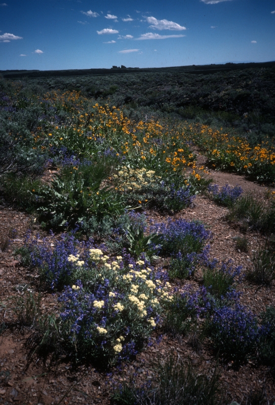 Purple. yellow, and white wildflowers cover the landscape under a blue sky.