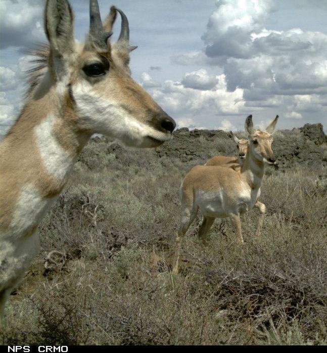 pronghorn