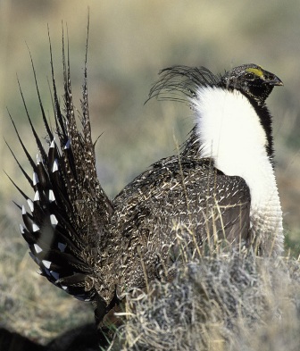 sage grouse