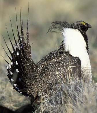 sage grouse