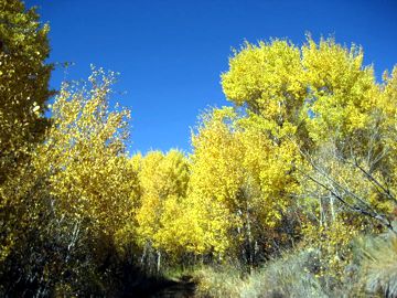 Aspen trees Aspen trees