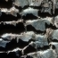 Tree Mold Research