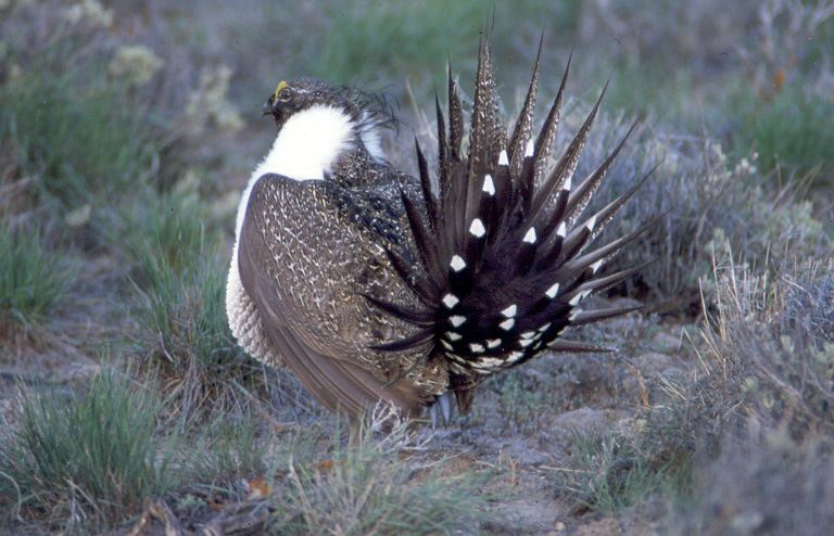 sage grouse