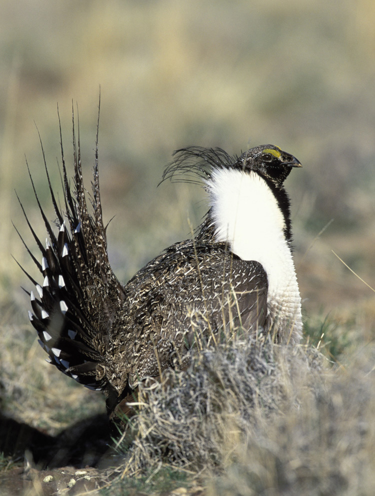 sage-grouse