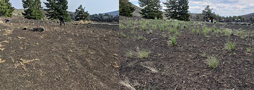 NPS staff replant native plants in front of the administrative buildings